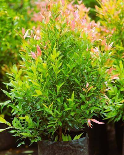 Syzygium Myrtifolium Outdoor Live Plant for Hedge Row and Pathway ... - raincitystudios.com
