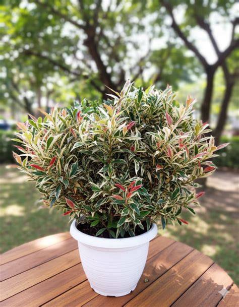 Syzygium myrtifolium Variegata - Outdoor Ornamental … - raincitystudios.com