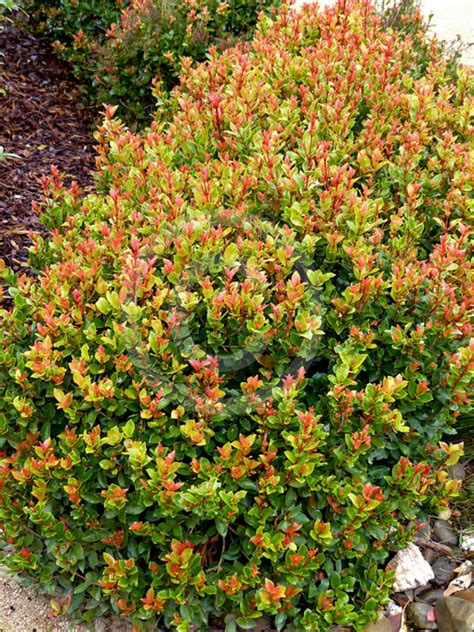 Syzygium Orange Twist - lilly pilly Australian Plants Online - raincitystudios.com