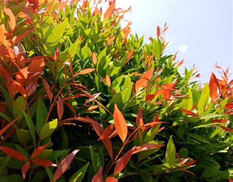 Syzygium Varieties | Nurseries Online - raincitystudios.com