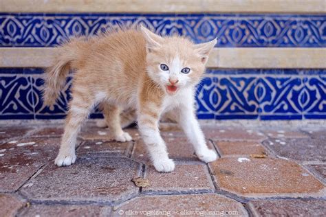 S_P_I_C_E_R Onlyfans Leak [CLIP] 💦 126 Pics