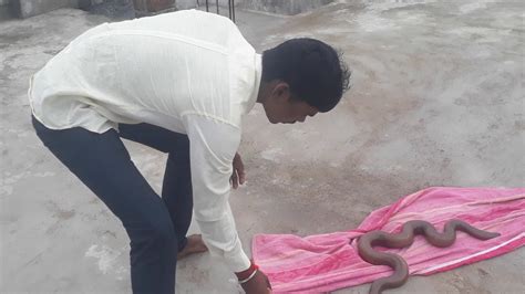 Saap pakadne ka tarika. .  <a href=https://k-word.ru/9xpis/matteson-funeral-home-obi...