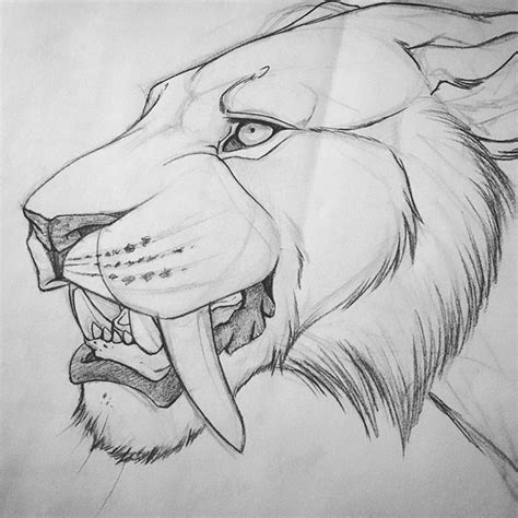 Saber Tooth Tiger Drawing