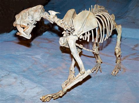 Saber tooth tiger fossil. Things To Know About Saber tooth tiger fossil. 