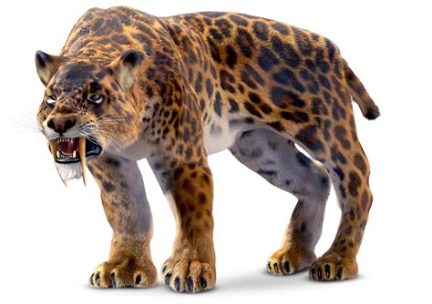 The skull belonged to Smilodon populator. Extinct for about 10,000 years, the heavily muscled species once Hulk-smashed its way through South American fauna in the Pleistocene. To picture a.... 