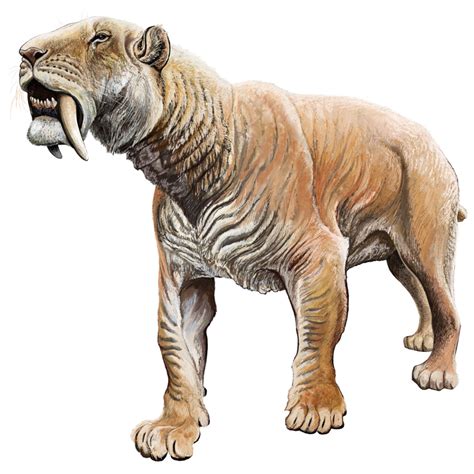 Homotherium is an extinct genus of machairodontine scimitar-toothed