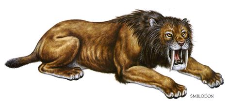 Smilodon fatalis means "deadly knife tooth," 