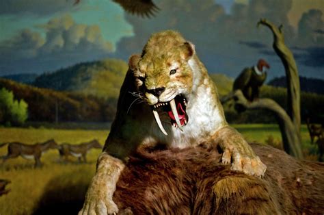 Several types of sabre-toothed cat - once known as the sabre-toothed tiger - lived for over 40 million years, before becoming extinct about 12,000 years ago. The predator had enormous teeth, which .... 