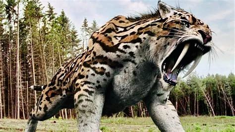 Saber tooth tigers were nearly the size of modern-day tigers excep