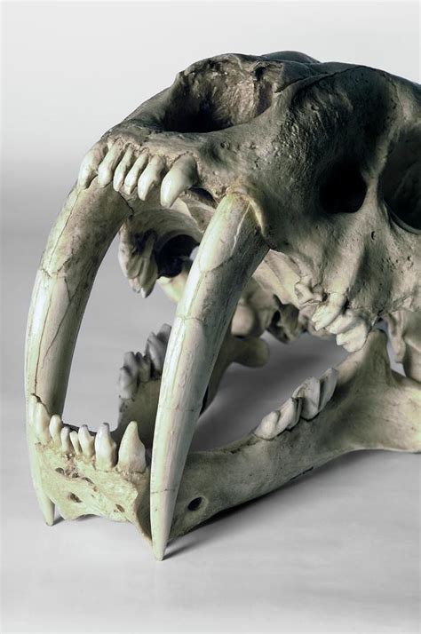 Saber-Tooth Cat Fossils for Sale. - Click on each picture below to learn more. Saber-Toothed Prehistoric Cat Skull Fossil for Sale. Specimen Size: 5.35" H x 7.75" L x 3.88" W. Base Size: 1" H x 7.53" L x 5.47" W. Price: SOLD. Item #: SC010. American Lion Bobcat Cave Lion Jaguar Puma Scimitar Cat. Back to Cat Fossils.