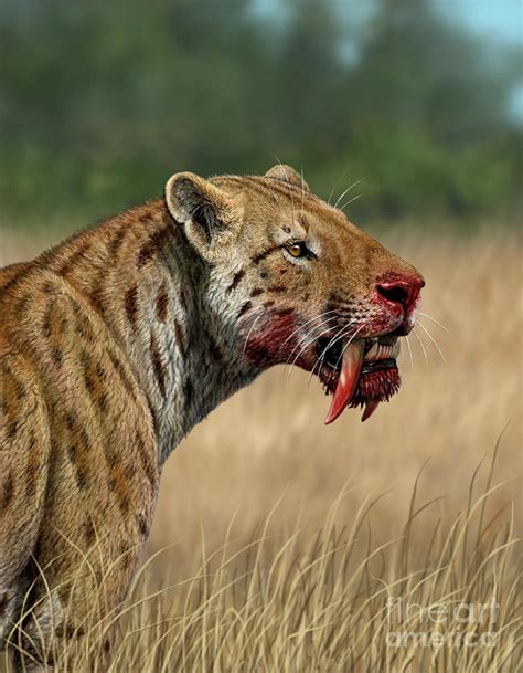 The sabertooth cat ( Smilodon fatalis) is the official California State Fossil. The sabertooth cat was very different from the big cats alive today. Sabertooths had a short tail and a heavy, muscular build. Their physical features helped them to ambush and pounce on their prey, rather than slowly stalk and chase it down.