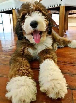 Sable Bernedoodle Puppies