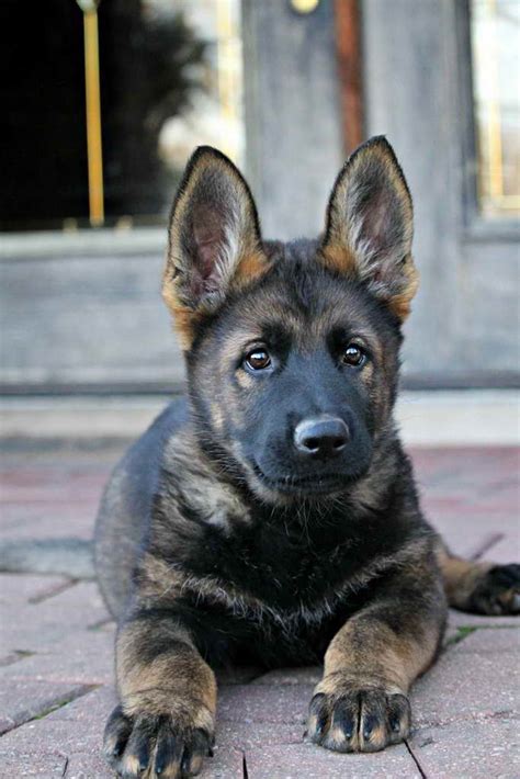 Sable German Shepherd Puppy Growing Up