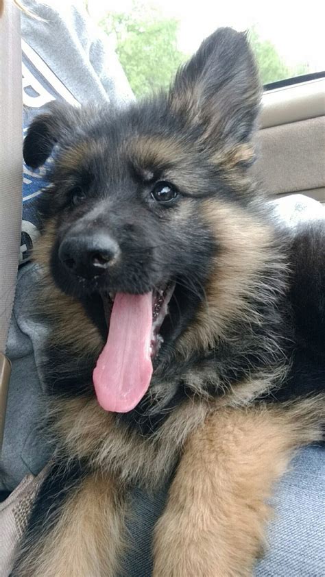 Sable Long Haired German Shepherd Puppy