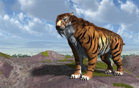 02 The saber tooth tiger went extinct approximately 12,000 to 10,000 years ago. 03 Their canines could grow over 7 inches in length. 04 Saber tooth tigers can weigh between 160 - 300 kg while the modern lions only weigh 130 to 190kg. 05 They can open their jaws up to 120°. Table of Contents.. 