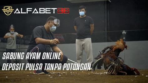Sabung ayam deposit pulsa tanpa potongan 2022. User id bca lewat.