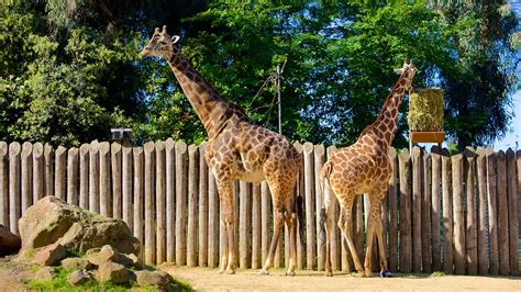Sac zoo. The Sacramento Zoo is larger and features a wider variety of animals than the Folsom Zoo. The Sacramento Zoo has lemurs, big cats, otters, a reptile house, an aviary area, orangutans, and giraffes. There are also play … 