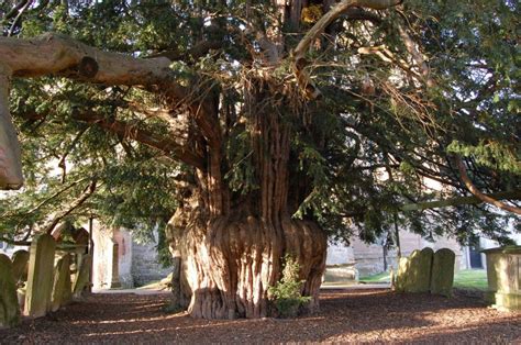 Sacred trees Trees for Cities