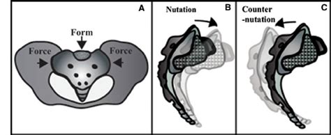 Sacroiliac Joint Force and Form Closure Physiopedia