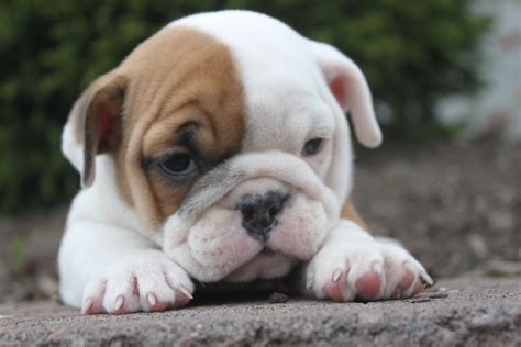 Sad Bulldog Puppy