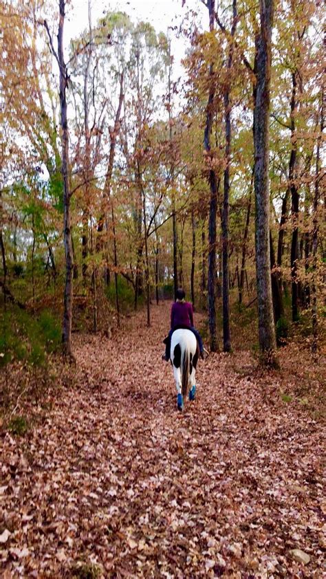 Saddle Creek Stables Columbia TN - Facebook