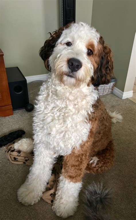Sadies doodles. Garth ~ Standard F1B Goldendoodle. Hi Andrea, We came to you last January to pick up the blue camo color puppy from Penny and Patches litter. His name is Garth and I ... 