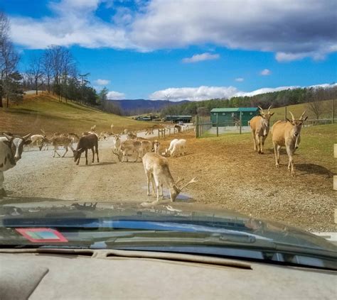 Safari park virginia. Virginia Currents takes a ride on the wild side to the Virginia Safari Park, the only adventure in the state where you can feed and touch the animals from th... 