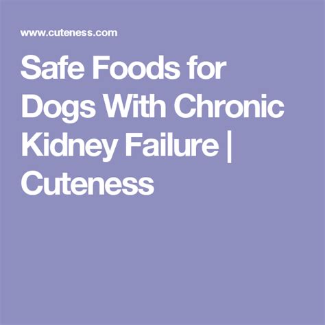 Safe Foods for Dogs With Chronic Kidney Failure Cuteness