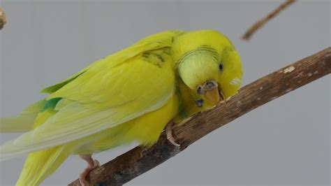 Safe Wood for Perches and Toys Budgie