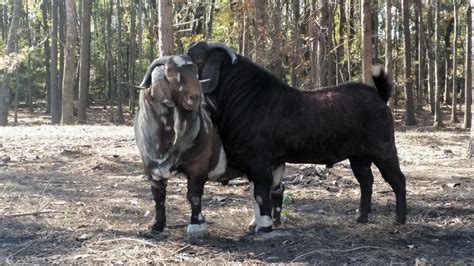 Safehaven boer goats. Safehaven Boer Goats Consignment - Lot 63 Safehaven Vicious Kiss, a fullblood doe, sells in lot 63 at the Heart of Dixie Boer Goat Sale this Saturday Oct... 