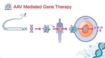 Safety of Adeno-associated virus-based vector-mediated gene therapy …