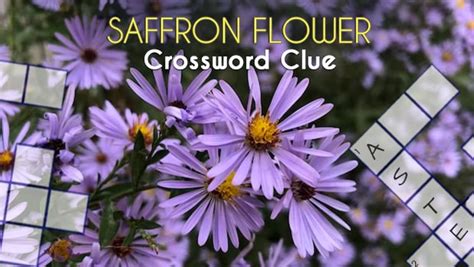 Saffron or sage crossword clue. Things To Know About Saffron or sage crossword clue. 