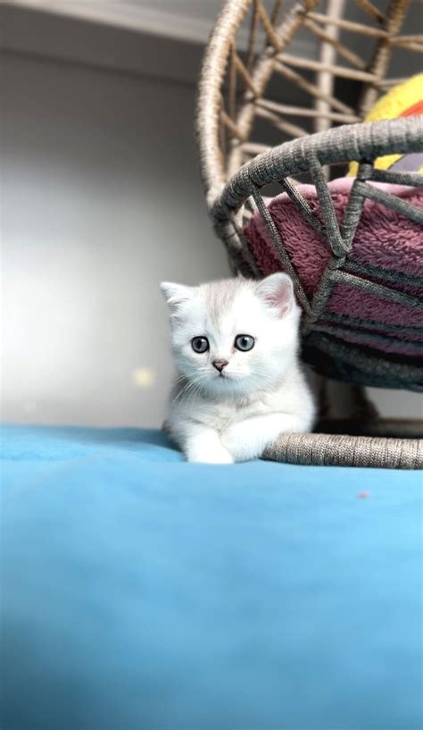 veodersti.rgarabwor.edu.pl. 