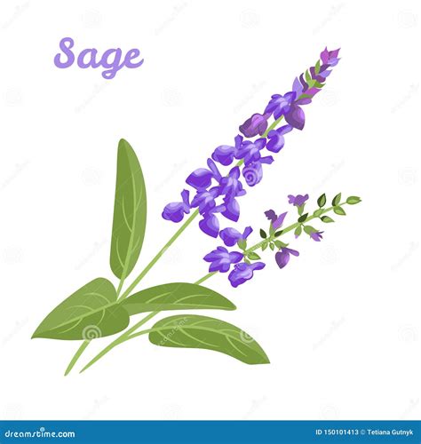 Sage Vector Art, Icons, and Graphics for Free Download