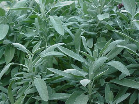 Salvia apiana is a shrub that reaches 1.3 to 1.5 metres (4.3 to 4