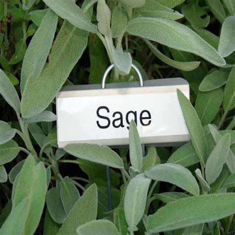 Sage plant - what can I use it for? — The Sims Forums