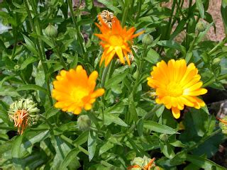 Sagescript Institute Calendula in Skin Care