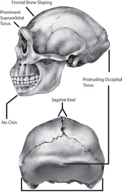 Sagittal keel. 1. passively 2. With a great deal of complex social 3. interaction. 4. Violently. 5. similar to modern humans. Homo erectus differed from earlier hominids in having traits such as: a. larger teeth. b. a bigger sagittal keel. c. a smaller brain. 