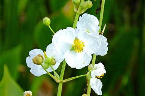 Sagittaria latifolia (American Arrowhead) - Gardenia.net