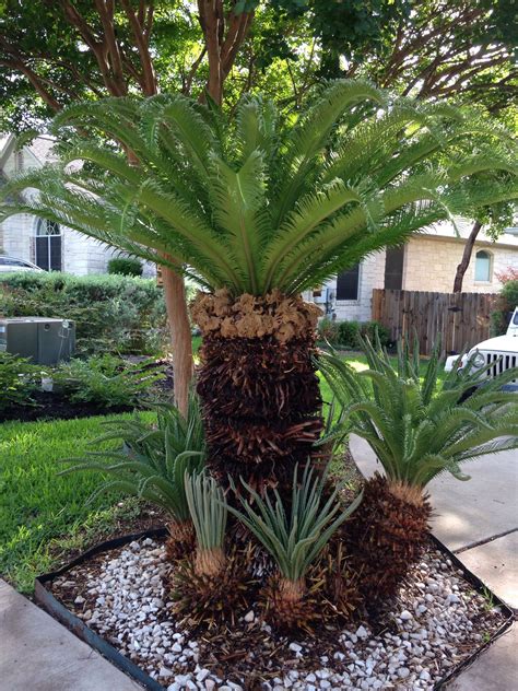 Sago Palm Landscape - Photos & Ideas Houzz