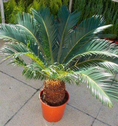 Sago Palm Tree Price