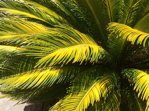 Sago palm turning yellow. Your sago palm leaves are turning yellow because the plant has been overwatered, it hasn’t received enough light, or the environment is causing stress. … 