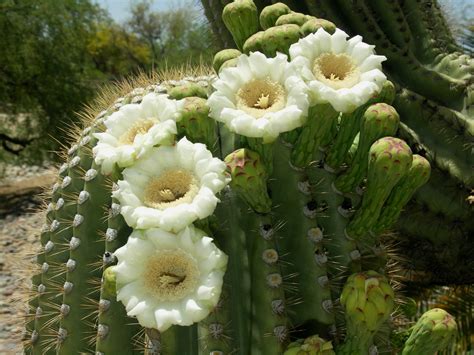 Saguaro cactus blossom. In 1901 the saguaro blossom from the saguaro cactus was adopted as the official territorial flower, and later, in 1931, it was confirmed as the state flower of Arizona. The saguaro cactus typically blooms in May and … 