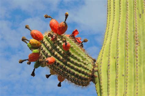 Saguaro cactus fruit. Almost all types of cacti produce fruit that is technically edible, while the actual meat of most cacti can also be eaten – aft. ... Saguaro Cactus Just slightly further south of the Prickly Pear’s territory is the Sonora Desert, with its resident Saguaro Cactus. These towering masterpieces are the classic cactus most people envision when ... 