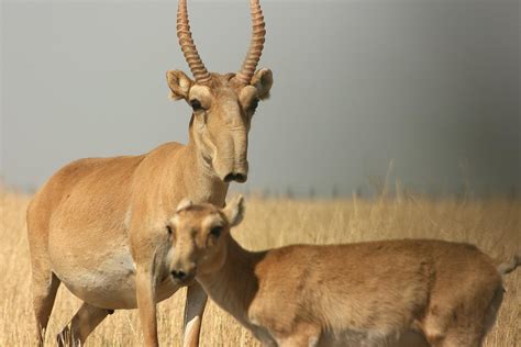 The Saiga antelope is an odd animal that has suffered a sharp decrea