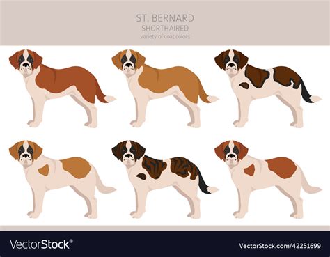 Saint Bernard: COAT AND COLOR