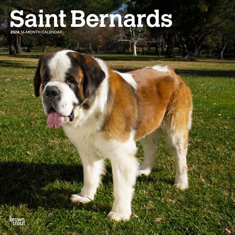 Saint Bernard Calendar