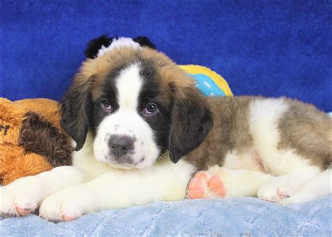 Saint Bernard puppies for sale near ZIP / Postal Code 64439