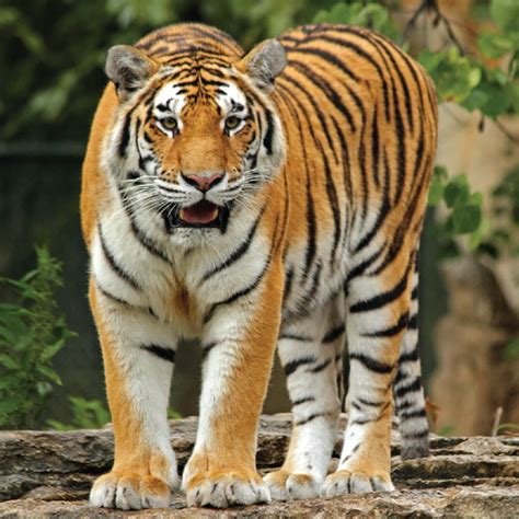 Saint Louis Zoo Amur tiger