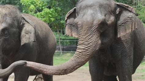 Saint Louis Zoo elephant Donna dies after tumor diagnosis
